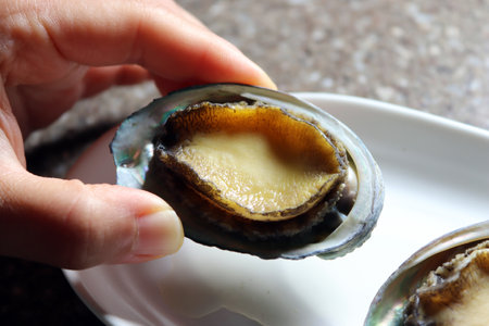 Healthy abalone in Korea. Close-up of fresh abalone on a white plate.の写真素材