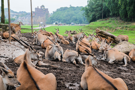 Common elands resting at an outdoor parkの写真素材