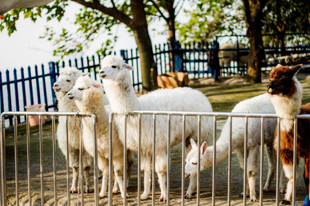 Alpacas in a zooの写真素材