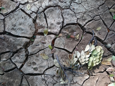green leaf on the drought floorの写真素材