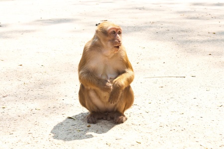 monkey