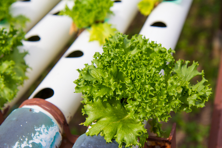 hydroponicの写真素材