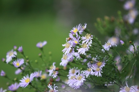 flower in thailandの写真素材