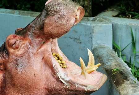 hippopotamasの写真素材