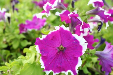 flower in thailandの写真素材