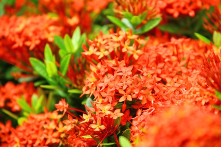 red color flowerの写真素材