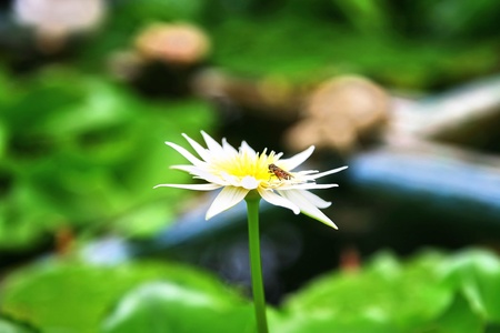 lotusの写真素材
