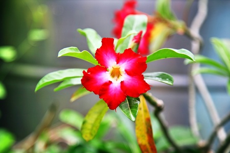 pink bignoniaの写真素材