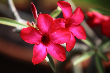 Adenium red flowers in Thailandの写真素材