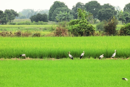 Egret was looking for food in eating.の写真素材
