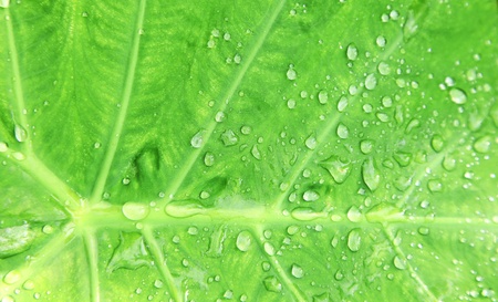 Drops of water after rain.background