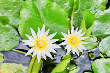 twin lotusの写真素材