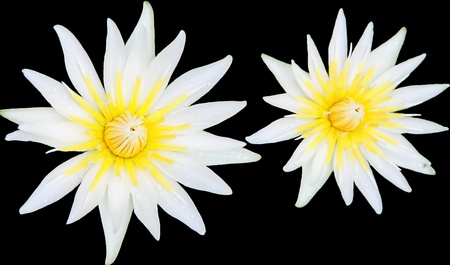 twin white lotusの写真素材