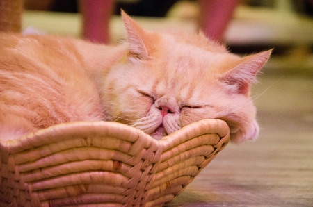 persian cats の写真素材