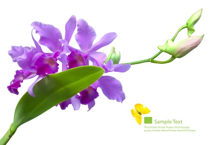 Orchid, isolated on a white background  の写真素材