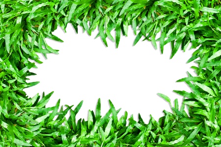 Grass greenの写真素材