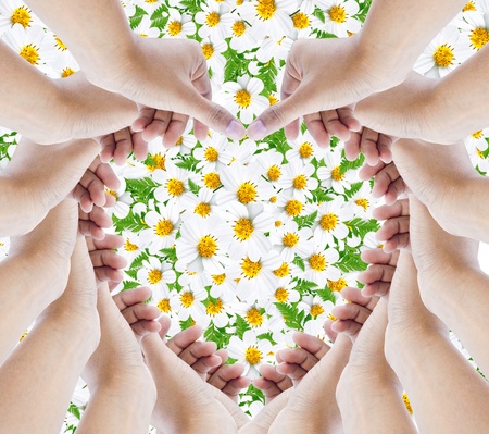 hands make hearts isolated on background flower daisy の写真素材