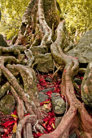 The roots of the trees are located on the Stoneの写真素材