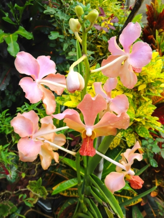  Orchid Vibrant purple tropical orchid flower の写真素材