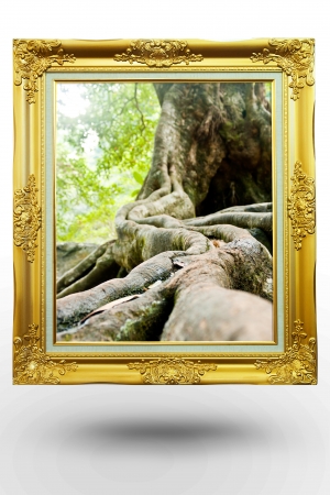 old antique gold frame in background tree over white background