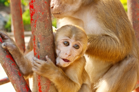 Mother Monkey holding her baby in zoo