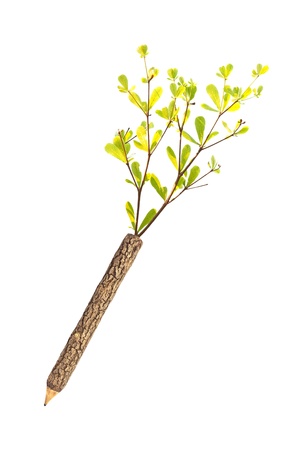 Green wooden pencil on a white background の写真素材