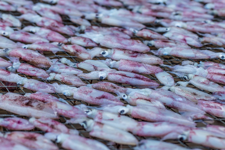 Drying squid by sun light asia thailandの写真素材