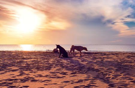 sea sunsetの写真素材