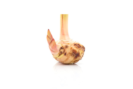 galangal. isolate on white backgroundの写真素材