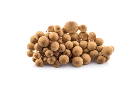 Shimeji mushrooms, water-based paints, isolated on white background.