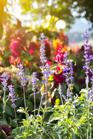 Lavender sunrise in the morning.の写真素材