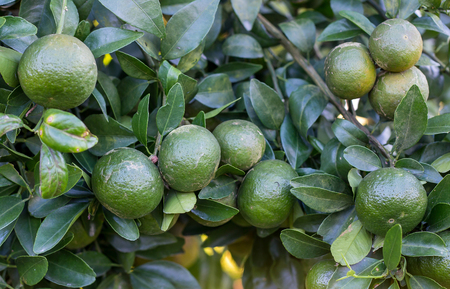 Orange. fruits ripening on the trees.の写真素材