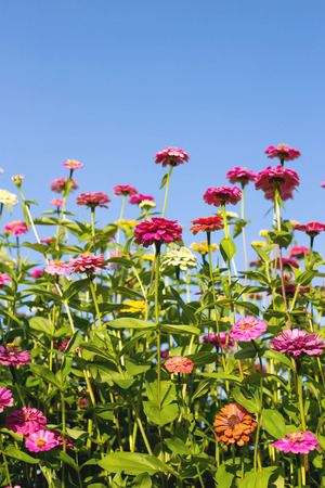 Beautiful Zinnia flowers in garden.の写真素材