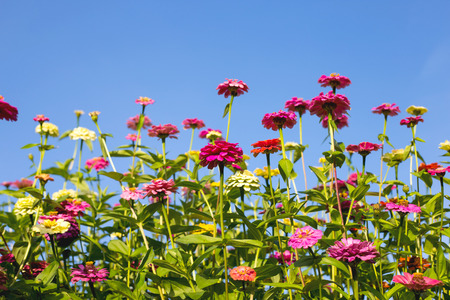 Beautiful Zinnia flowers in garden.の写真素材