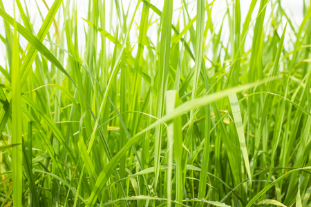 Rice field with green rice. in asiaの写真素材