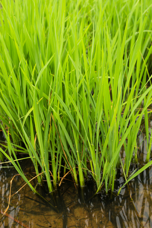 Rice field with green rice. in asiaの写真素材