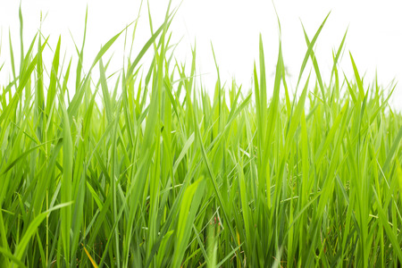 Rice field with green rice. in asiaの写真素材