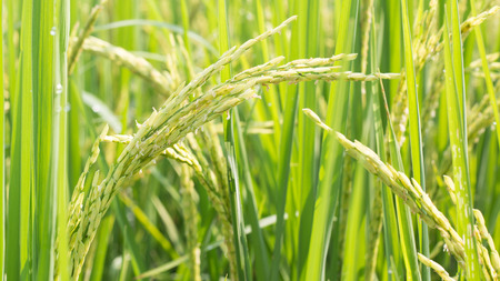 Rice field with green and yellow leaves in Asia.Thailand.の写真素材