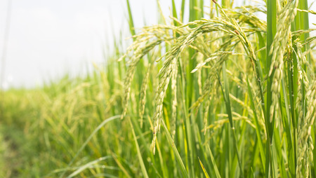 Rice field with green and yellow leaves in Asia.Thailand.の写真素材