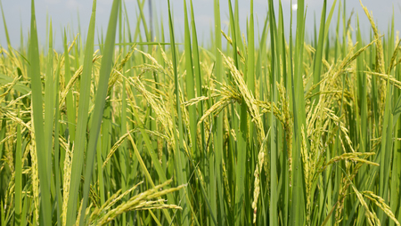Rice field with green and yellow leaves in Asia.Thailand.の写真素材