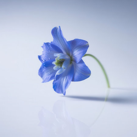Blue flower with water drops on a white background. Studio photography.の素材
