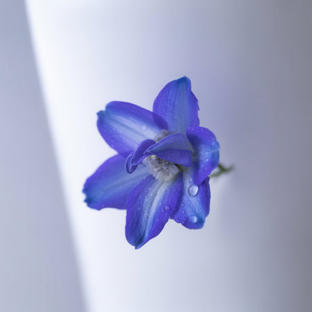 Blue delphinium flower with water droplets on white backgroundの素材