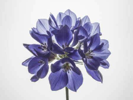 Close up of blue flowers on a white background with space for textの素材