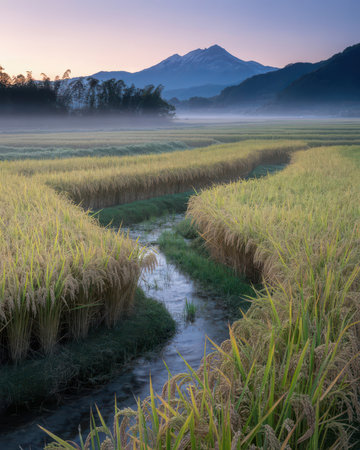 Rice field in the morning with mountain background, Chiang Mai, Thailandの素材