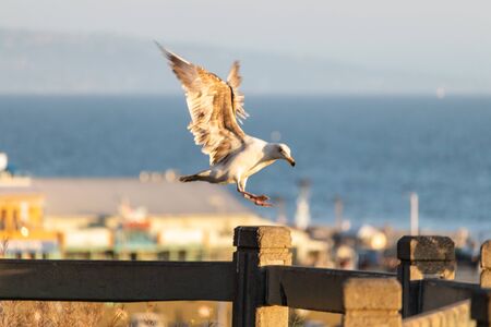 Seagull with Open Wings about to land on a fenceの写真素材