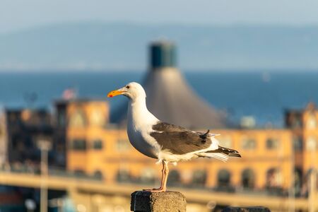 Side View of Seagull sitting on a post near Santa Monica Beachの写真素材