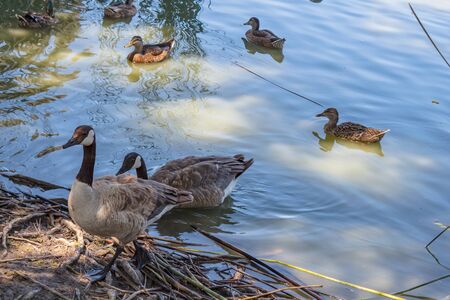Wild ducks swimming in lake on sunny afternoonの写真素材