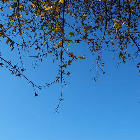 Tree branchesの写真素材