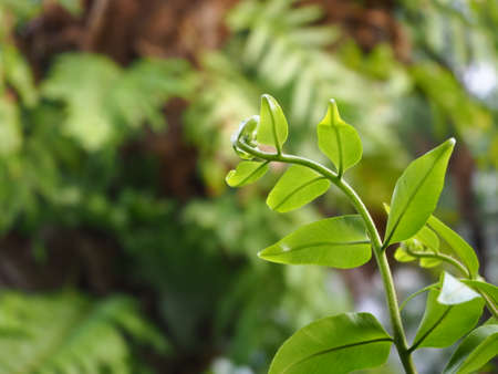 young fernの写真素材