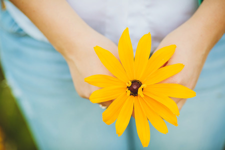 hands of a young woman holding a yellow rudbeckia on the green field backgroundの写真素材